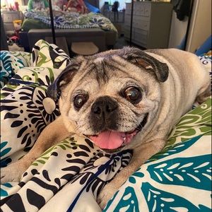 Meet your Posher, Lilly